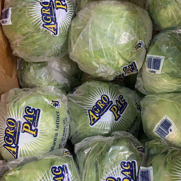 Round Lettuce